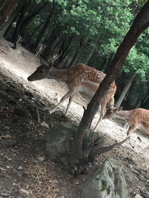 Partaitria Daire Dorgali Dış mekan fotoğraf